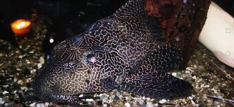 Prísavník gibiceps