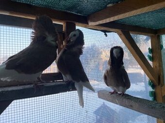 Staroholandský kapucín