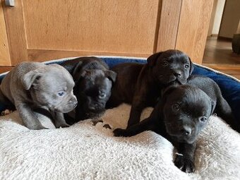 Stafordšírsky bulteriér