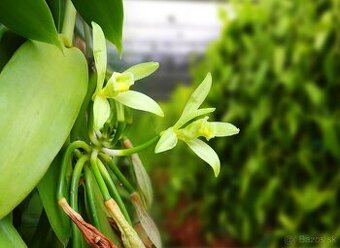 Vanilka pravá -voňavá, Vanilla planifolia - zakorene odrezky