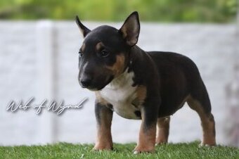 Mini bullterier / Miniature Bullterrier