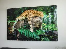 predam velky obraz Leopard