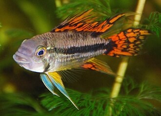 APISTOGRAMMA Cacadu / cichlidka kakadu