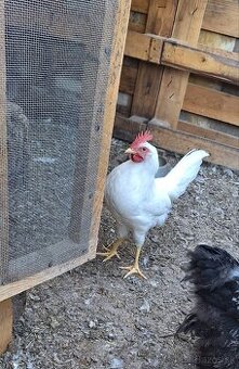 10 Tyždňové Leghorn Kohutiky