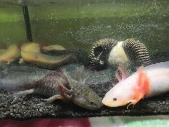 Axolotl mexický