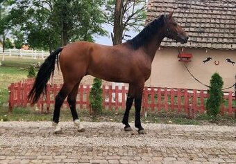 3-ročný valach