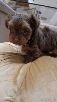Yorkshire Terrier