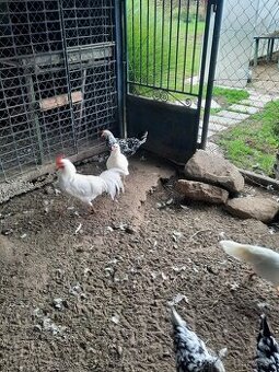 Leghorn