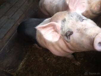 Predám svine