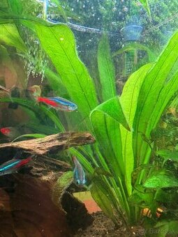 Predám akváriovú rastlinu – Echinodorus bleheri