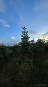 Vianočné stromčeky z kaukazskej jedle, rezané 1,70-2,00 smre