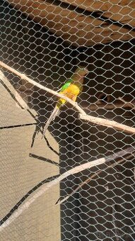 Predám papagáj kráľovský