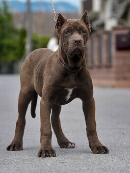 Bandog sučka