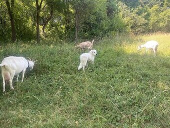 Mlieko od kozy, ktorá má vlastný názor 🐐