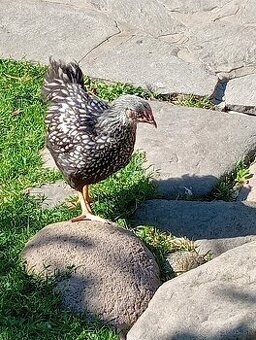 Wyandotka strieborná ciernolemovane