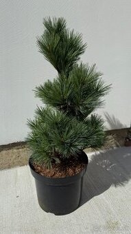 Borovica hladká Secrest 50 cm