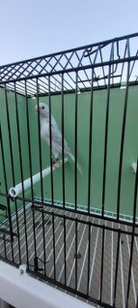 Predám Kanáriky,Kanáre