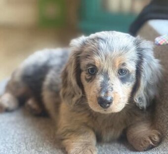 Očkované šteniatka jazvečíka na adopciu.