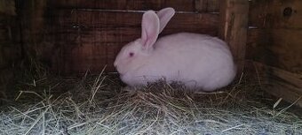 Predam samicu belgický obor