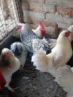 Brahmanka - wiandotka