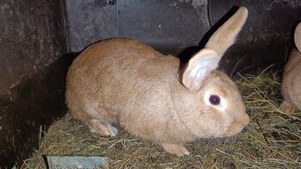 Predám Burgundského králika