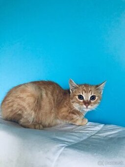 CLYDE SI HĽADÁ DOMOV VO VNÚTRI