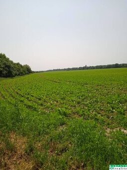 VÝRAZNE ZNÍŽENÁ CENA  PREDAJ POZEMKOV V DECHTICIACH