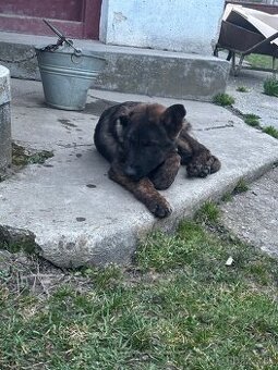 Cross,( nemecky ovciak holadsky ovciak)