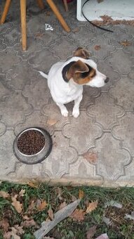 Darujem Jack rasel