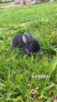 Zakrslý králik