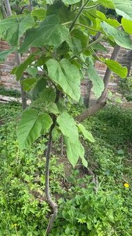 Paulownia(cisársky) strom