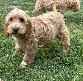Cockapoo