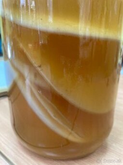 Kombucha