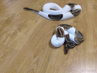 PYTHON REGIUS PIEBALD -DVE PREKRÁSNE SAMICE
