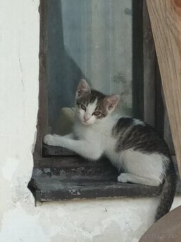 Mačiatka