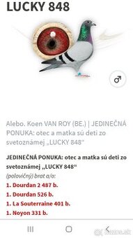 Postove holuby