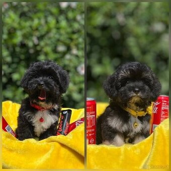 Toy maltipoo