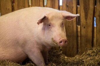 Na predaj: Veľké prasatá na zabitie (200–250 kg)
