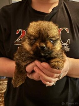 Nemecky Trpaslíci Špic