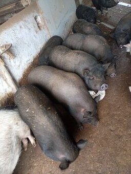 Vietnamské prasiatka