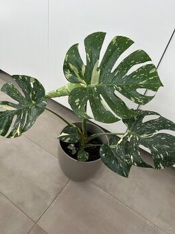 Monstera thai constalation