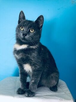 VALENTÍNKA SI HĽADÁ DOMOV VO VNÚTRI - 1