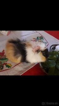 MALÉ MORČIATKO - morské prasiatko