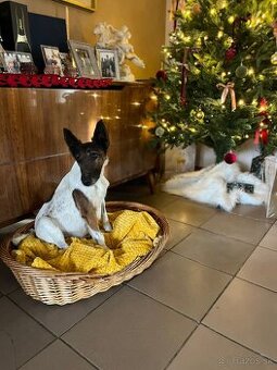 Hladkosrstý foxteriér