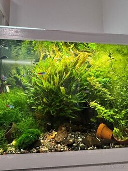 Predám Cryptocoryne