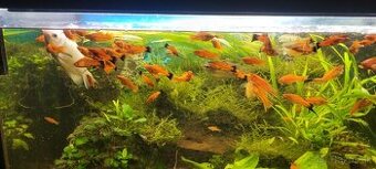 Predam akvarijne rybičky MEČÚNE