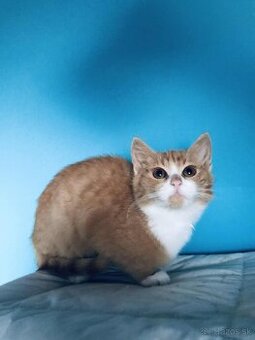 COOPER SI HĽADÁ DOMOV VO VNÚTRI