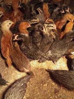 Brojlerove,nosnice kurčatá