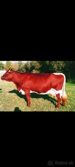 Predàm