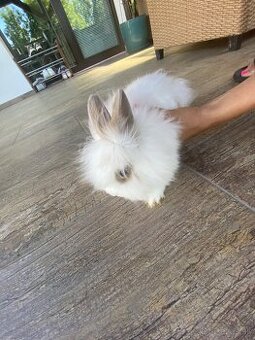 Mini kralik
